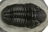 Prone Phacopid (Drotops) Trilobite - Mrakib, Morocco #338995-2